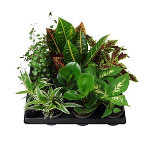 LUNDAGER GRONT MIX 6 CM