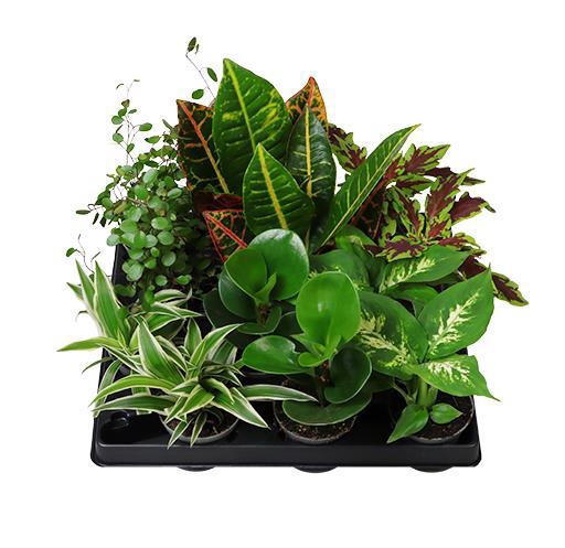 <h4>LUNDAGER GRONT MIX 6 CM</h4>