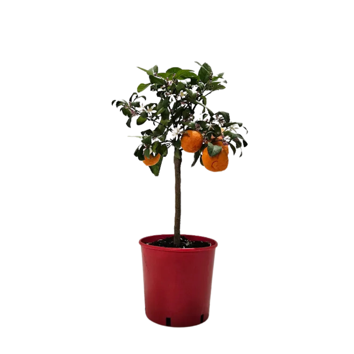 <h4>Citrus hystrix</h4>
