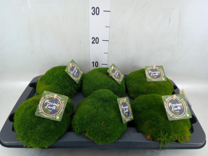 <h4>Sagina subulata</h4>