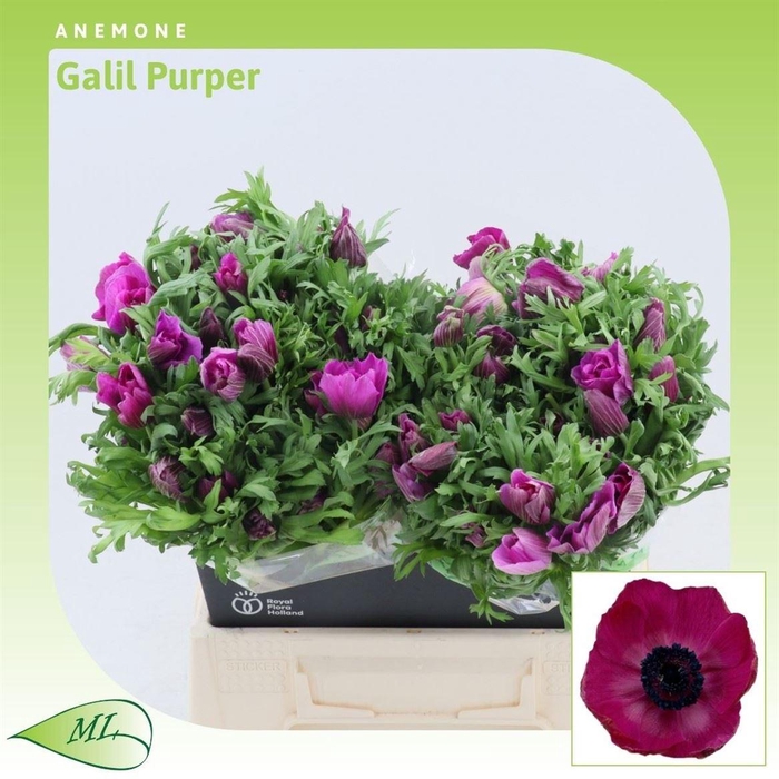 <h4>Anemone Galil Purper</h4>