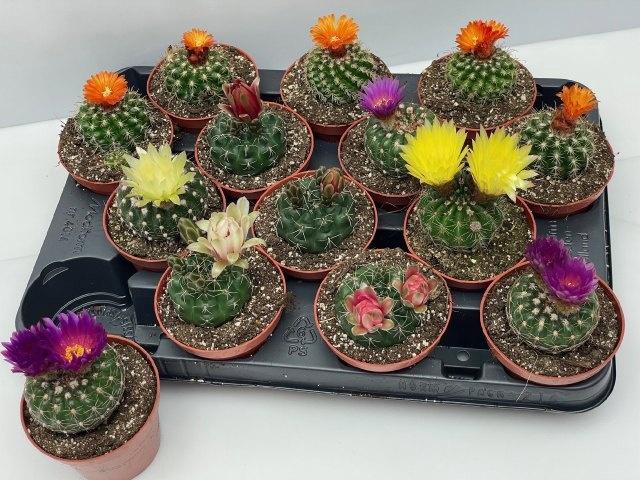 <h4>CACTUS BLOEIEND GEM</h4>