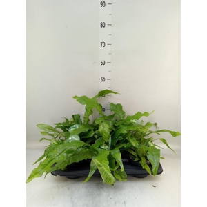 Microsorum musifolium 'Crocodyllus'