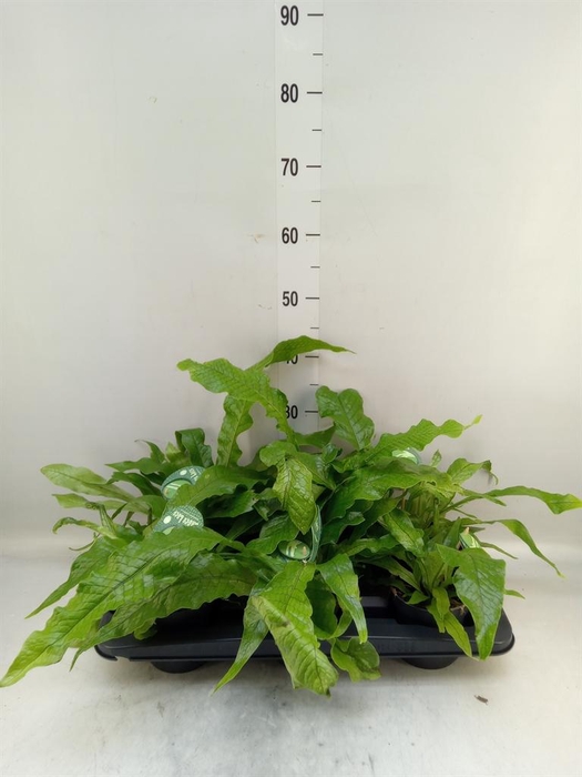 <h4>Microsorum musifolium 'Crocodyllus'</h4>