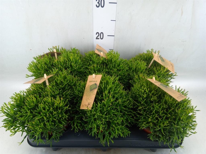 <h4>Rhipsalis   ...</h4>