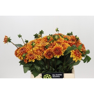 Dahlia American Sunset