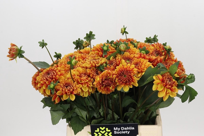 <h4>Dahlia American Sunset</h4>
