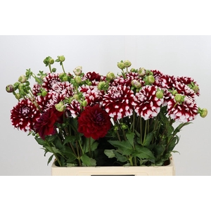 Dahlia Checkers
