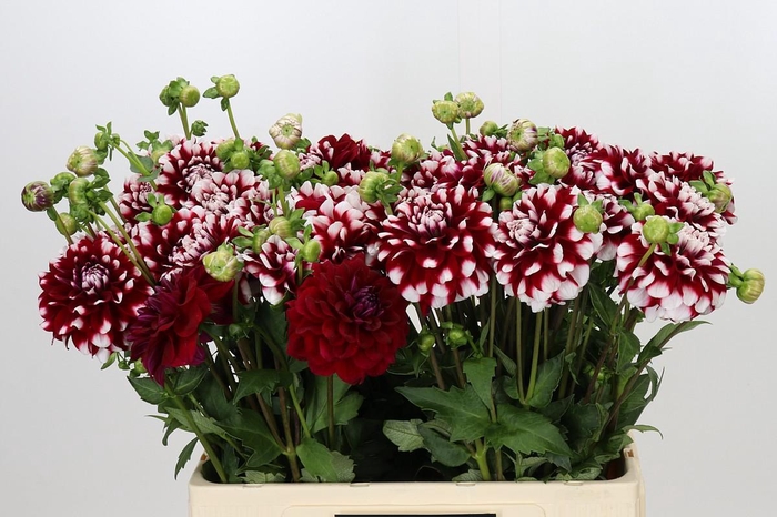 <h4>Dahlia Checkers</h4>