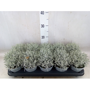 Leucophyta     [Calocephalus]