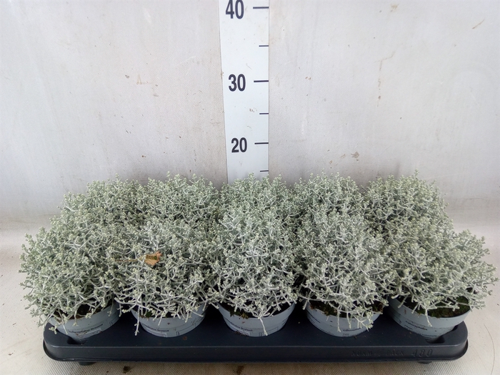 <h4>Leucophyta     [Calocephalus]</h4>