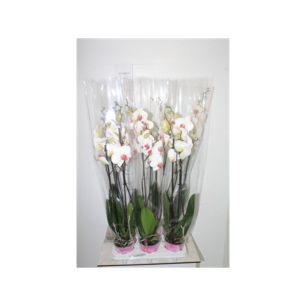 <h4>Phal Red Lips 2 Branches 20+20% Vertakt Pot Cover</h4>