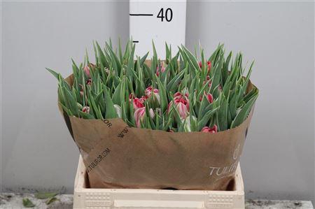 <h4>Tu Du Flash Point</h4>