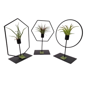 Tillandsia frame mix