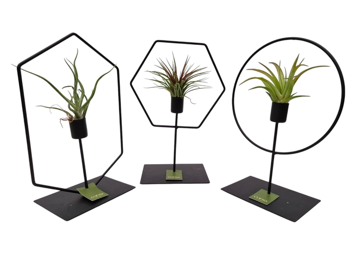 <h4>Tillandsia frame mix</h4>