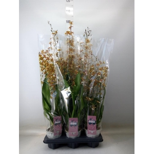 Oncidium  'Barrocco Bronze'