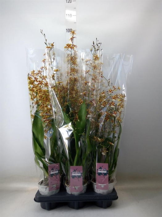 <h4>Oncidium  'Barrocco Bronze'</h4>