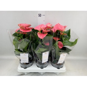 Anthurium andr. 'Sweet Dream'