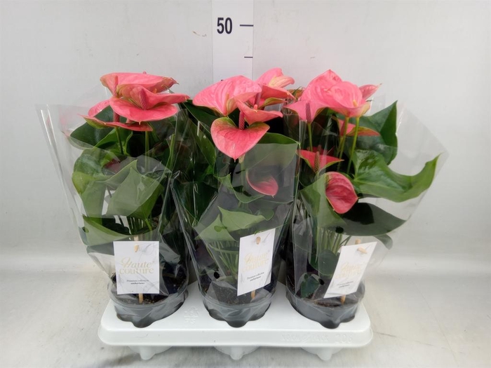 <h4>Anthurium andr. 'Sweet Dream'</h4>
