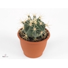 FEROCACTUS GLAUCES