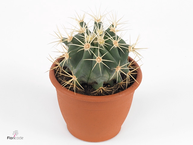FEROCACTUS GLAUCES