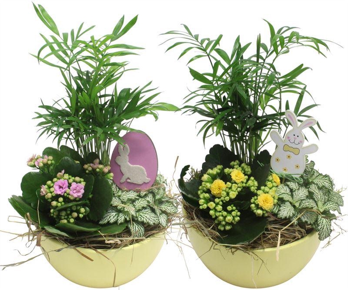 <h4>0479 KER YELLOW</h4>