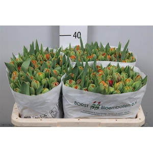 Tu Du Orange Princes