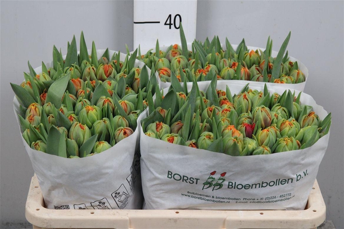 <h4>Tu Du Orange Princes</h4>