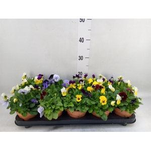 Viola corn.   ...mix