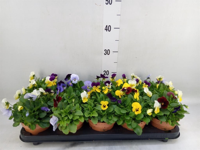 <h4>Viola corn.   ...mix</h4>