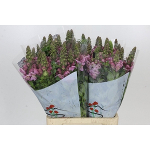 Antirrhinum Potomac Lavender