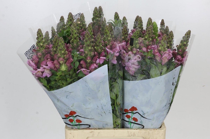<h4>Antirrhinum Potomac Lavender</h4>
