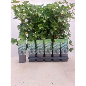 Hedera hibernica