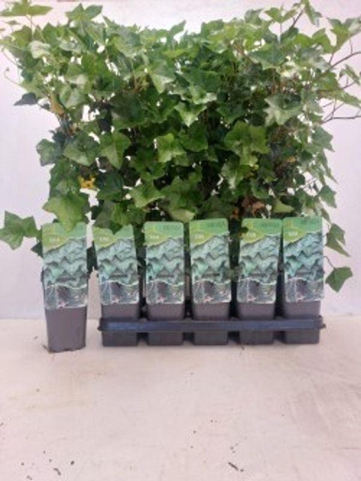 <h4>Hedera hibernica</h4>