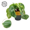 Peperomia Argyreia Eden BC