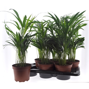 DYPSIS LUTESCENS