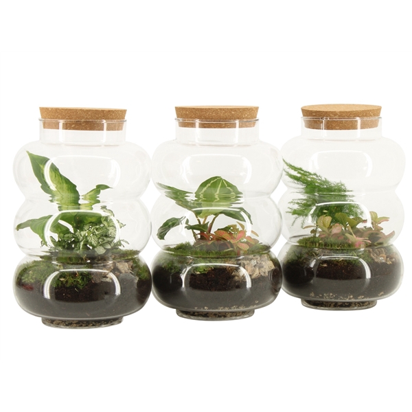 <h4>90579: Terrarium arrangement</h4>