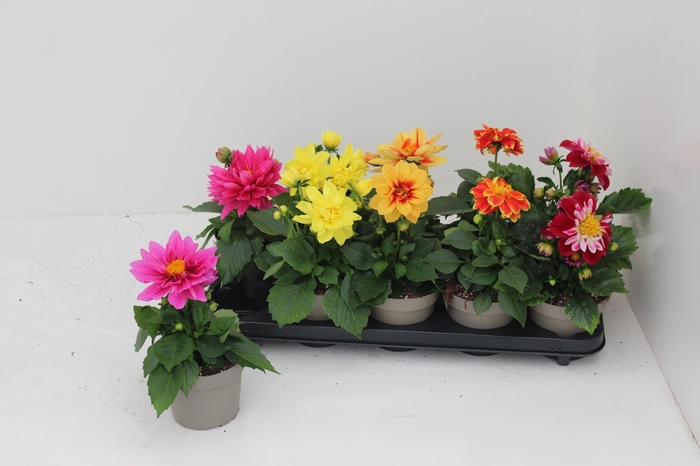 <h4>DAHL L ME GEM</h4>