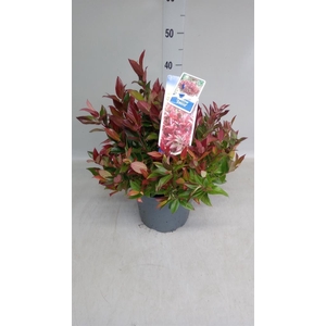 Leucothoe axillaris 'Zeblid'