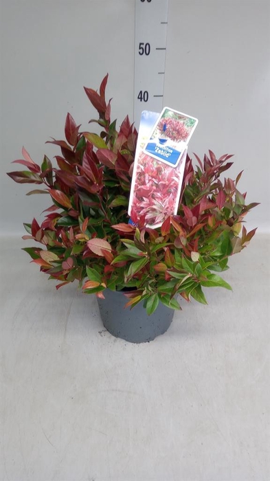 Leucothoe axillaris 'Zeblid'