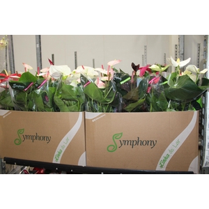 ANTHURIUM VARIADO P15