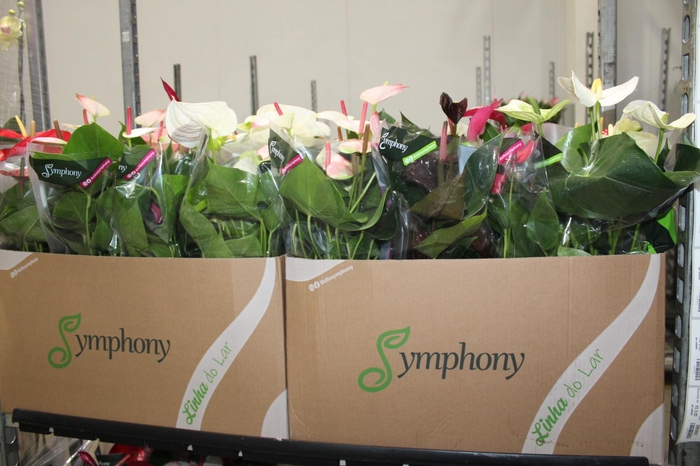 <h4>ANTHURIUM VARIADO P15</h4>