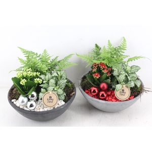 arr2 PL - Ebbischaal M - rood/wit