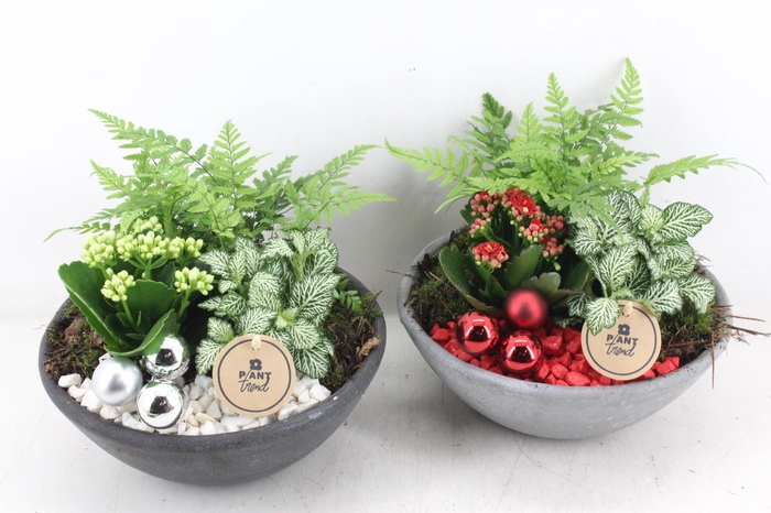 <h4>arr2 PL - Ebbischaal M - rood/wit</h4>