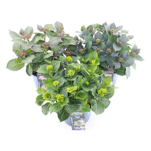 Hydrangea macr. Royalty Collection® MIX C5 (23cm.) Kn.