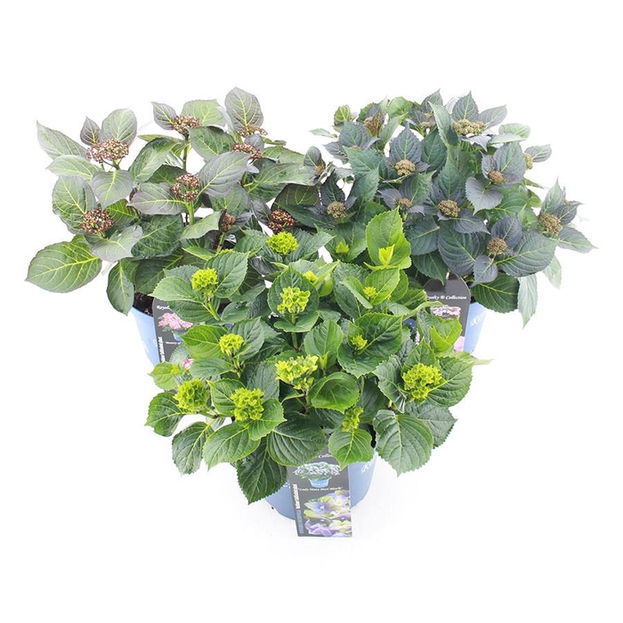 <h4>Hydrangea macr. Royalty Collection® MIX C5 (23cm.) Kn.</h4>
