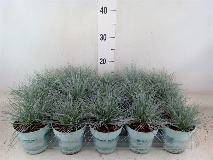 <h4>Festuca glauca 'Compacta Blue'</h4>