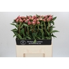 Paeonia Sarah Bernhardt