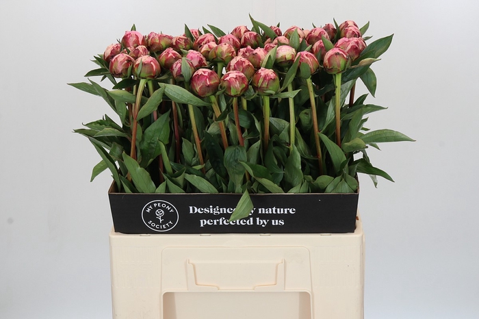 <h4>Paeonia Sarah Bernhardt</h4>