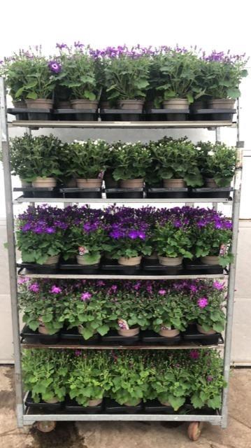 Senec Gem Mixk 1 Kleur Per Tray